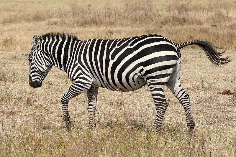 Where Do Zebras Live Facts About The Habitat Of Zebras