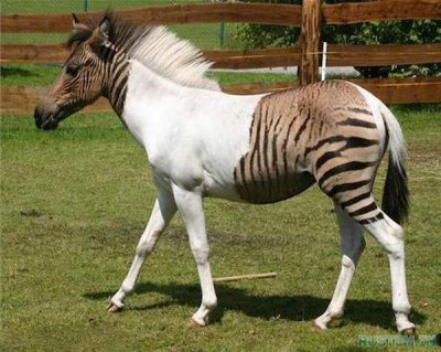 Are Zebras Horses? Facts about the Zoology of Zebras