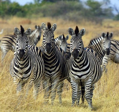 Zebras2.jpg